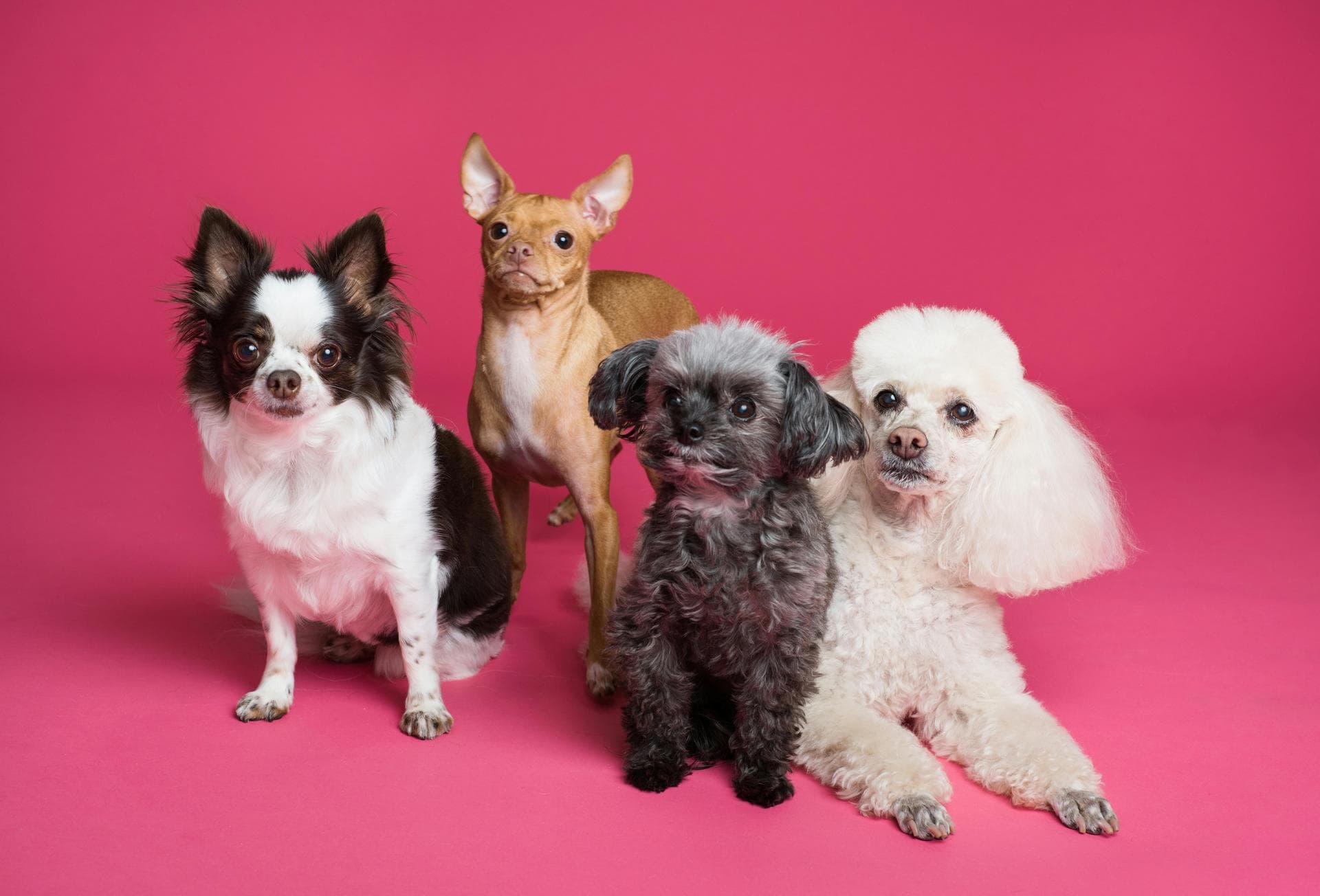 Emergency Vets in Drogheda