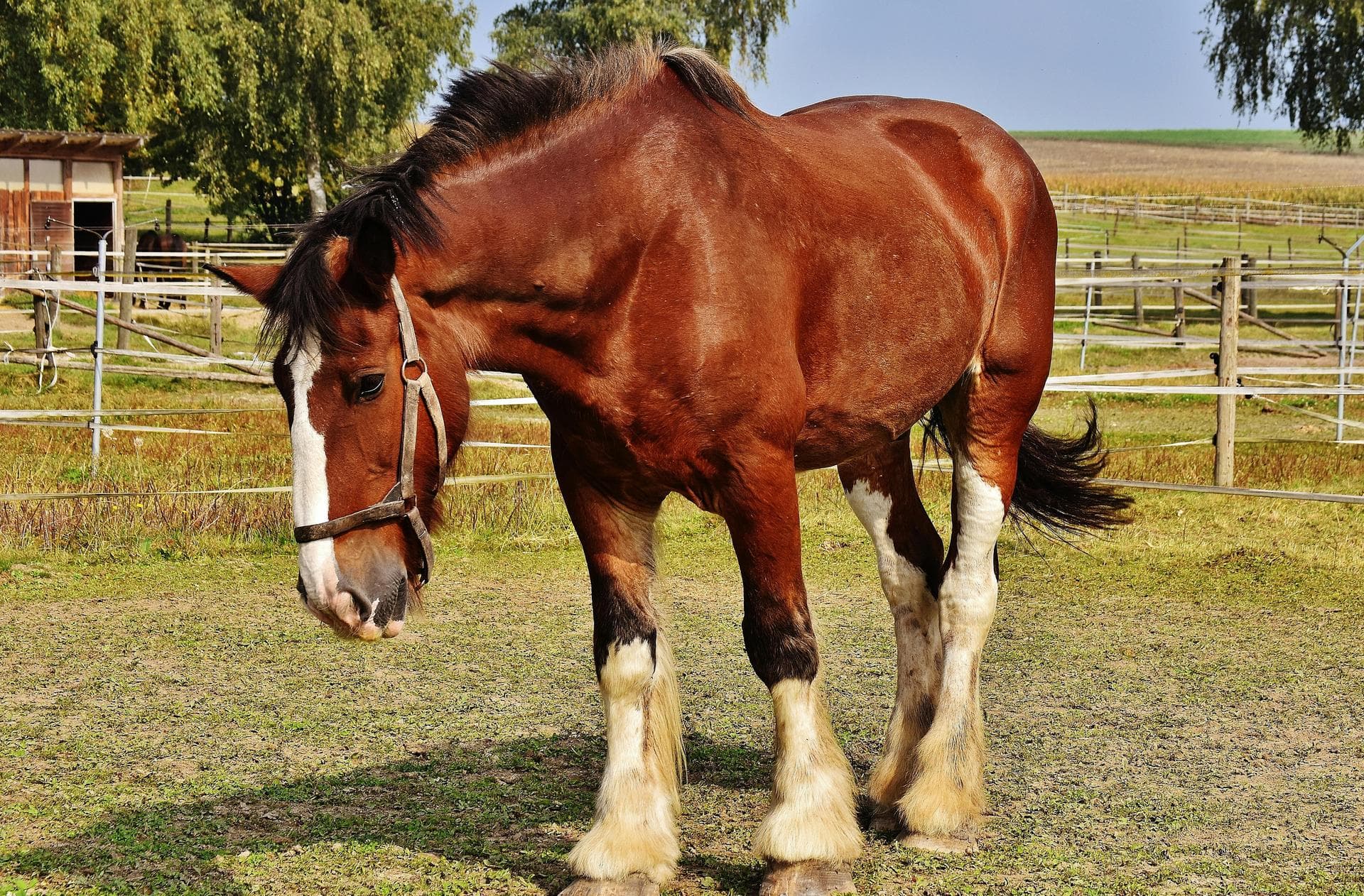 Specialist Vets in Drogheda